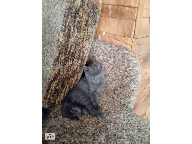 Отдам даром котят