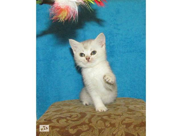 Продам котенка шиншилла