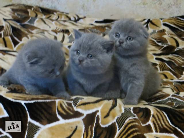 Продам котят разных окрасов по разным ценам