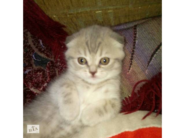Шотландские кошечки от породистых родителей