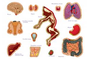 Дитяча навчальна гра з багаторазовими наклейками 'Тіло людини' KP-004y укр. мовою