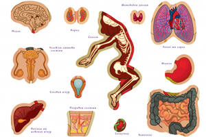 Дитяча навчальна гра з багаторазовими наклейками 'Тіло людини' KP-004y укр. мовою