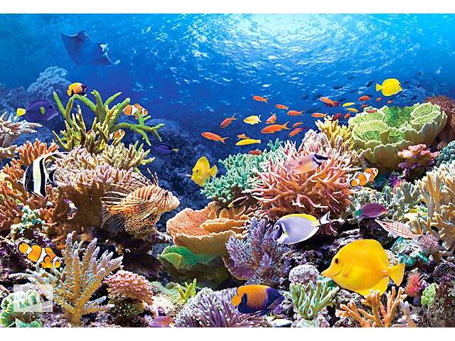 Пазлы Castorland 'Коралловый риф' 1000 элементов 68 х 47 см C-101511