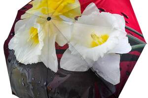 Женский зонт-автомат в подарочной упаковке с платком от Rain Flower красный с нарциссами 01020-2