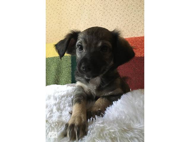 Двухмесячные щенки ждут надёжного друга
