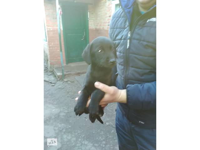 Отдам щенка в хорошие руки
