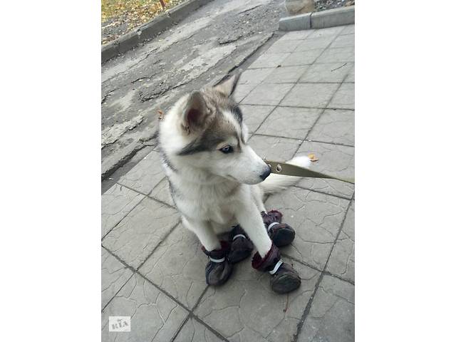 Продам щенка хаски. Срочно