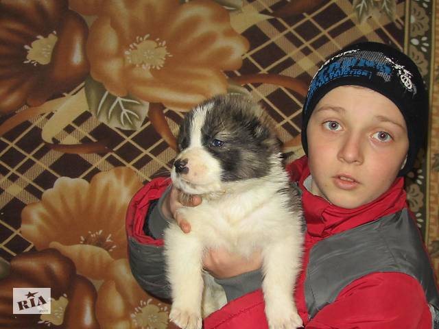 Продам цуценят породи алабай(сао)