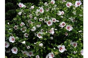 Гибискус сирийский Сноу Берри (Hibiscus syriacus Snow Веггу)