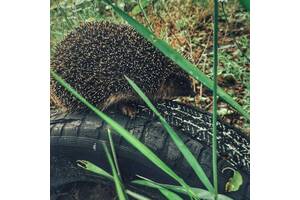 вызов ветеринара на дом круглосуточно