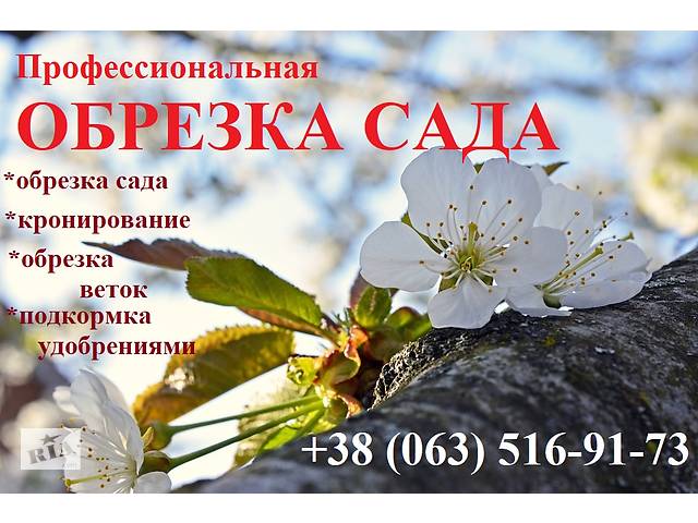 Обрезка деревьев, очистка сада. Консультации. Харьков и область.