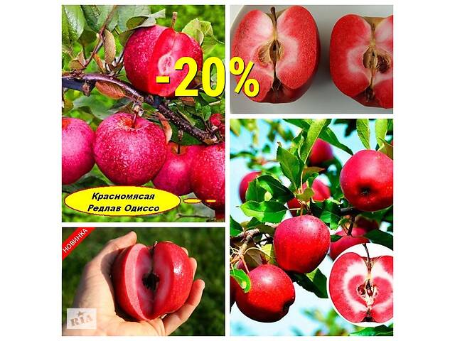 Саженцы элитных сортов плодово ягодных свыше 1500 сортов питомник. яблоня, персик, груша, слива, черешня, голубика