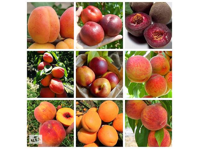 Саженцы персика, нектарина, абрикос Большой выбор новых сортов.