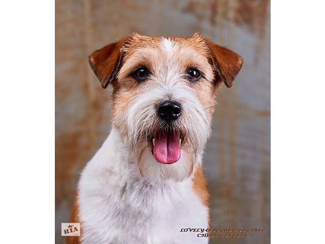 Джек Рассел Тер'єр - породистий пес Інтерчемпіон для в'язки - Фото 2