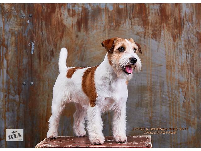 Джек Рассел Тер'єр - породистий пес Інтерчемпіон для в'язки - Фото 3