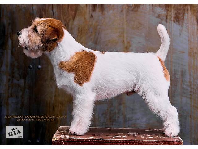 Джек Рассел Тер'єр - породистий пес Інтерчемпіон для в'язки - Фото 4