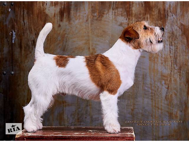 Джек Рассел Тер'єр - породистий пес Інтерчемпіон для в'язки - Фото 5