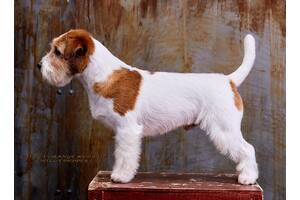 Джек Рассел Тер'єр - породистий пес Інтерчемпіон для в'язки