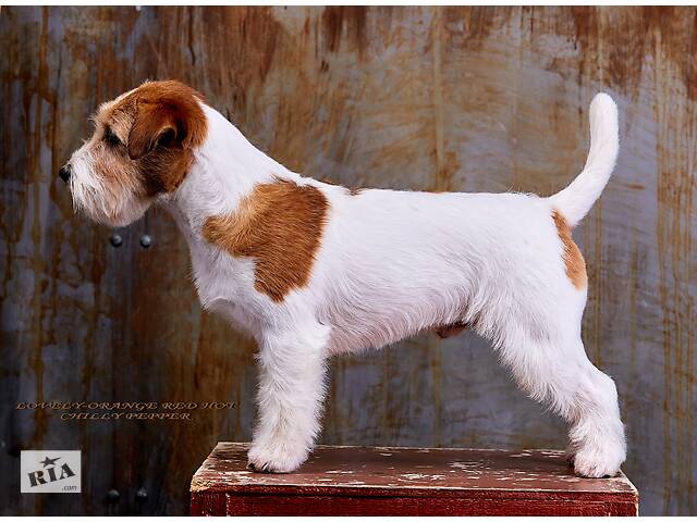 Джек Рассел Тер'єр - породистий пес Інтерчемпіон для в'язки - Фото 1