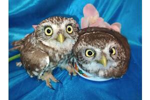 Ручної сови. Домовик сич. Милі сушки.