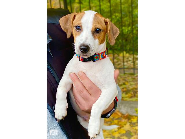 Щенки Джек Рассел терьер с прекрасной родословной Jack Russell Terrier