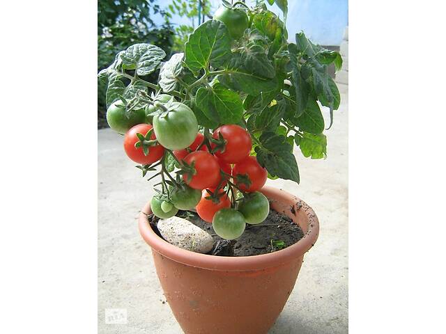 Семена сортових томатів - Фото 5