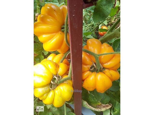 Семена сортових томатів - Фото 6