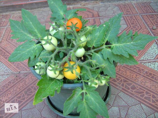 Семена сортових томатів - Фото 8