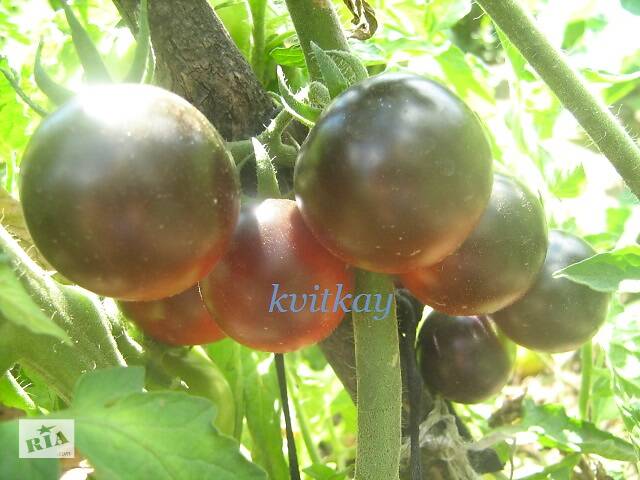 Семена сортових томатів - Фото 9