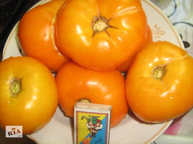 Семена сортових томатів - Фото 11