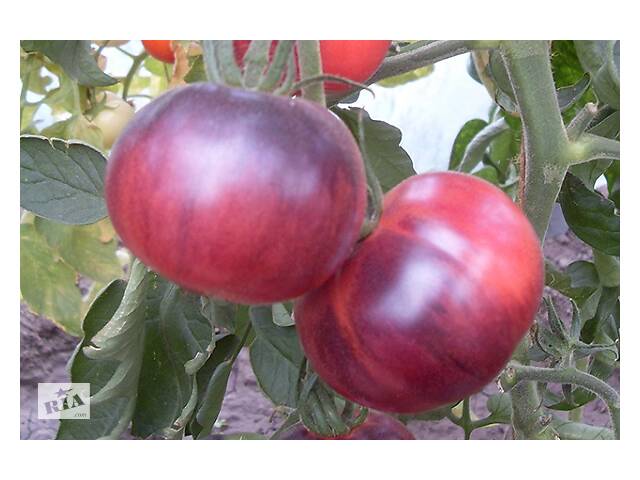 Семена сортових томатів - Фото 12