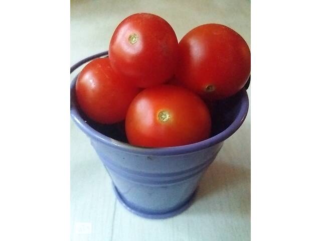 Семена сортових томатів - Фото 15