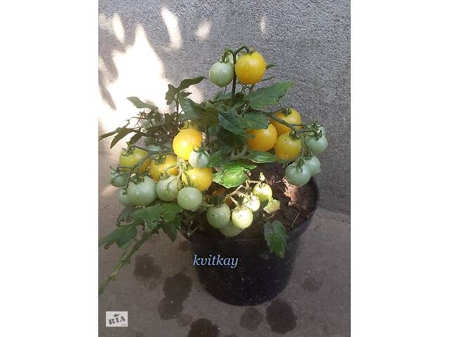 Семена сортових томатів - Фото 16