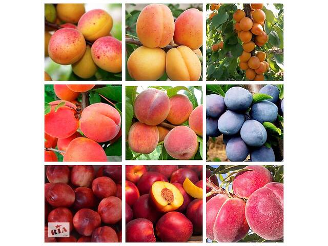 Ми вирощуємо саджанці плодово-ягідних культур: яблуня груша слива персик черешня аґрус ! Великий вибір сортів.