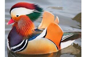 Качки Каролінки і Мандаринки