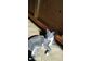 Молодые котики из племени Нибелунгов