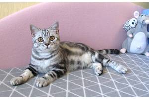5 мес. Невероятной красоты серебристый мраморный плюшевый котенок LIOR! Киев.