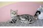 6 мес. Невероятной красоты серебристый мраморный плюшевый котенок LIOR! Киев.