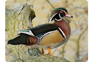 Утка Каролинка обмен