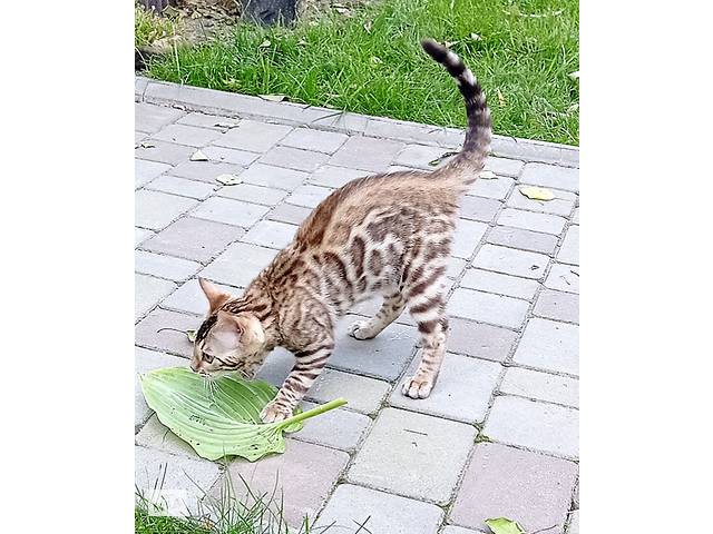 Бенгальські кошенята кошенятка розетка на золоті