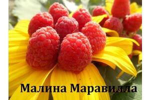 Саженцы Малины Маравилла, Мапена, Дабл Голд и др.