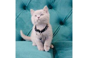 ТЕРМІНОВО! Шотландське кошенятко лілового окрасу.