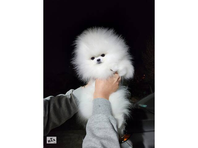 pomeranian boy щенки белые