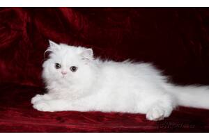 Шикарные персидские котята роскошного серебристого шиншиллового окраса PER ns 11, современного типа