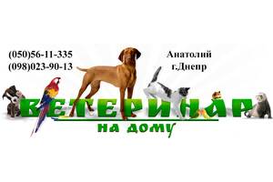 Ветеринарна допомога, вет. послуги, Кастрація, Стерилізація, Виклик ветеринара додому,виклик ветлікаря Дн