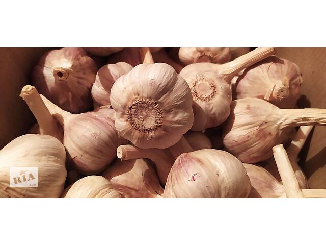 Продам часник 'Любаша', фракція (5+) пять плюс . - Фото 3