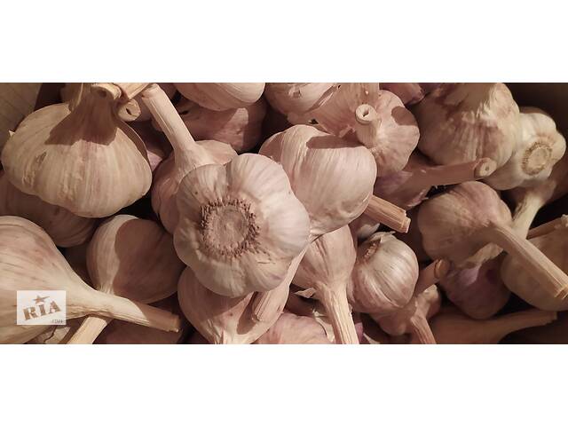 Продам часник 'Любаша', фракція (5+) пять плюс . - Фото 4