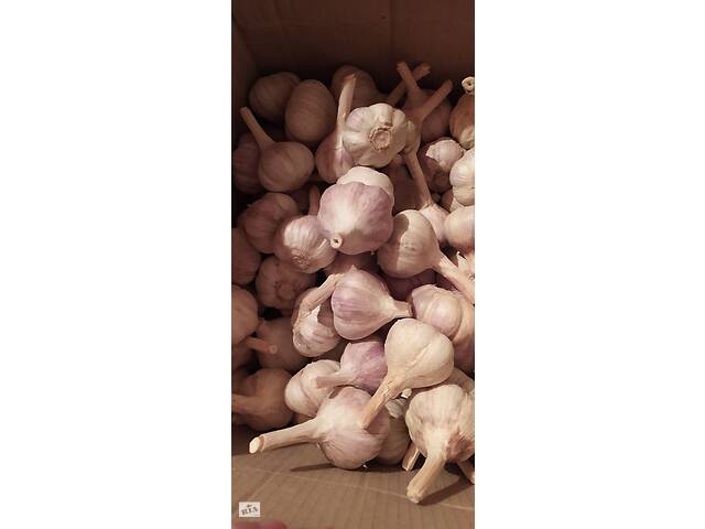 Продам часник 'Любаша', фракція (5+) пять плюс . - Фото 5