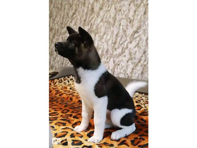 Американська Акіта - Фото 3