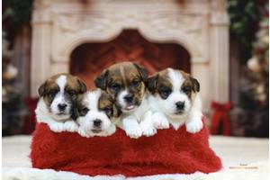 Джек Рассел тер'єр - красиві, породні цуценята, розплідник КСУ